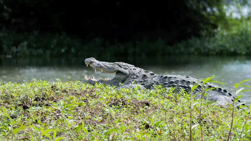 Crocodile