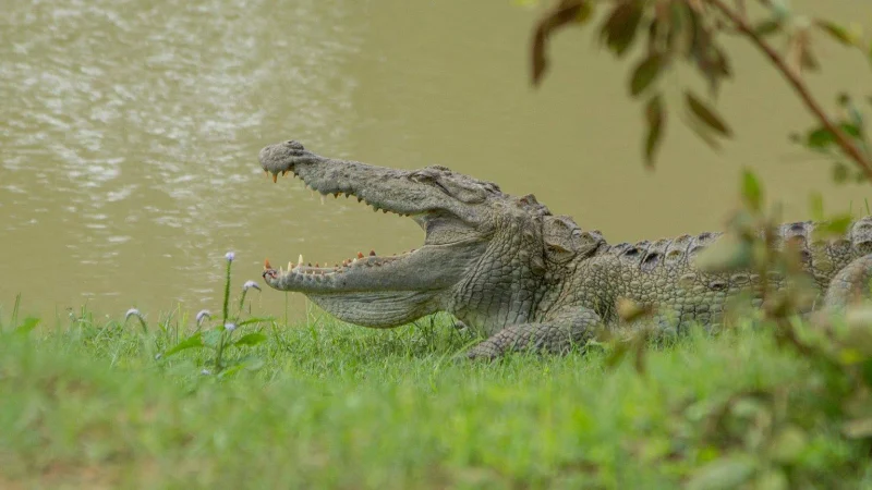sri lanka crocodiles