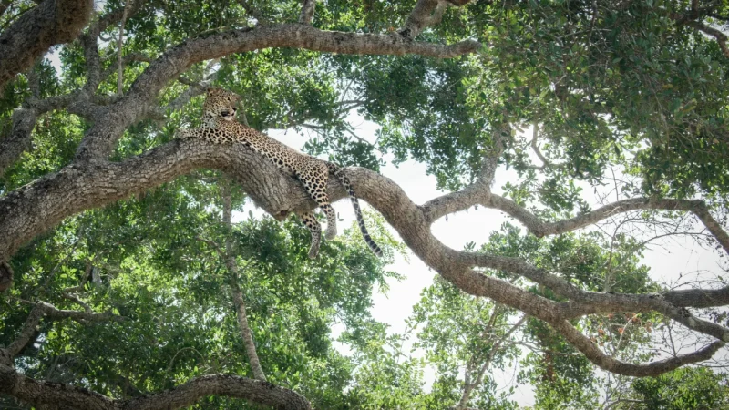 sri lanka leopard (1)