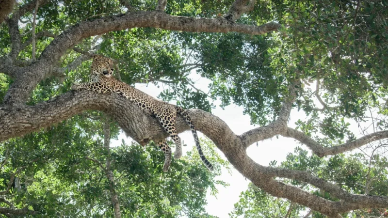 sri lanka leopard (1)