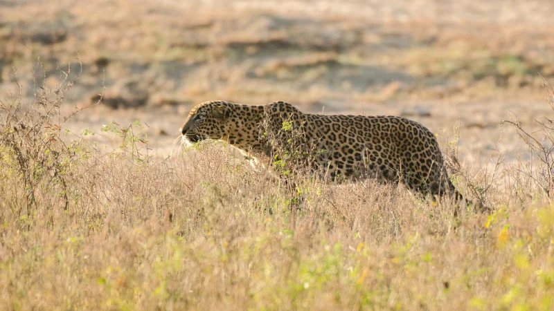 sri lanka leopard